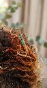 AGUJA COLOR PUESTA.webp