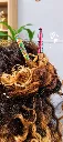 PINCHOS 2 .webp